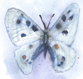 Witte vlinder (dubbel klein formaat) 
