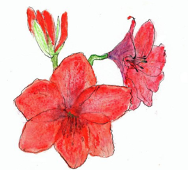 Amaryllis (dubbel klein formaat)