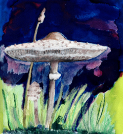 Parasolpaddestoel in maanlicht