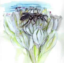 Setje bijenkaarten met een zakje biologische goudsbloemzaadjes