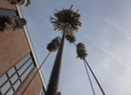 Reeks: Ode aan Lisdodde een interactief project