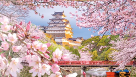 Sakura Blossom Festival