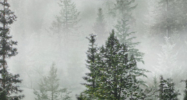 Evergreen Mist