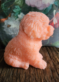 Prachtig hondje