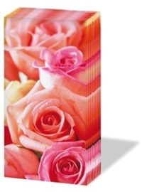 Summer Roses