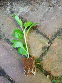 Chrysant stekken te koop