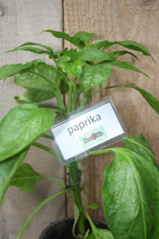 Paprika plant, Rode paprika