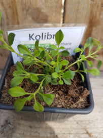 Kolibrie, midnight Mojito