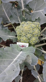 Broccoli plant