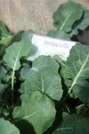 Broccoli plant