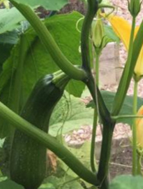 Courgette plant, klim courgette