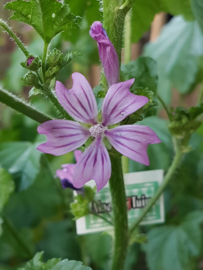 Kaasjeskruid, plant