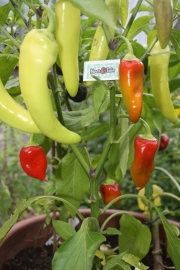 Paprika plant, Punt Paprika