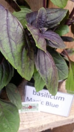 Basilicum Magic Blue