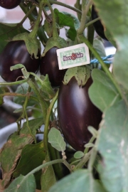 Aubergine plant, Aubergine paarse vrucht