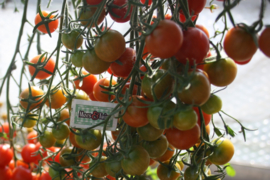 Tomaat plant geënte honing tomaat