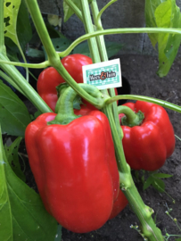 Paprika plant, Rode paprika