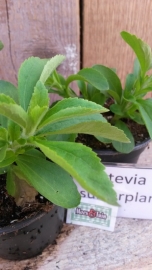 Stevia suikerplantje