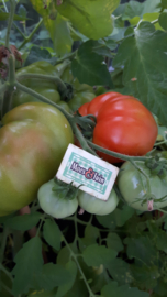 Tomaat plant, Supersteak vleestomaat