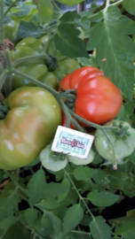 Tomaat plant, Supersteak vleestomaat
