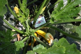 Courgette plant geel