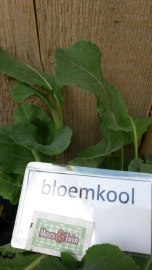 Bloemkool plant