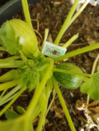 Courgette plant,  Bol courgette
