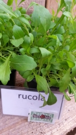 Rucola plant