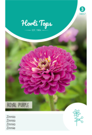 Zinnia paars 4857