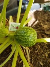 Courgette plant,  Bol courgette