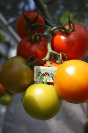 Tomaat plant, Geënte gewone ronde tomaat