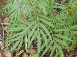 Tagetes Minuta Afrikaan 25gram