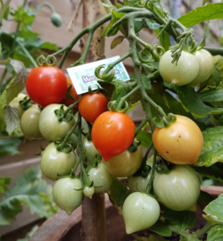 Tomaat plant, Heartbreaker tomaat
