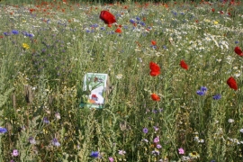 Wilde bloemenmengsel 50 gram