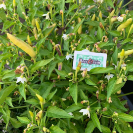 Peperplant, Chili peper, struikpeper basket of fire