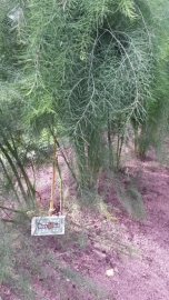 Aspergeplanten, witte asperges