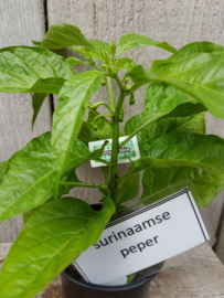 Peperplant, Surinaamse peper