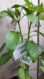 Peperplant, Cayenne Peper