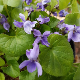 Maarts viooltje eetbare bloem plant