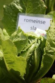 Romeinse sla, bindsla of little gem plant