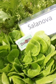 Salanova groen, sla plant