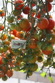 Tomaat plant, Kers tomaat , cherry  tomaat