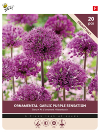 Allium bollen purple sensation 20 stuks