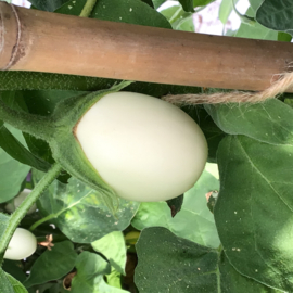 Aubergine white egg 2074