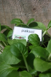 Paksoi plant