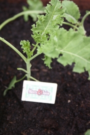Boerenkool plant