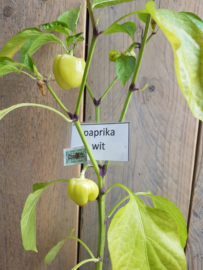 Paprika plant, Witte Paprika