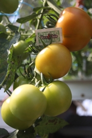 Tomaat plant, Geënte gewone ronde tomaat