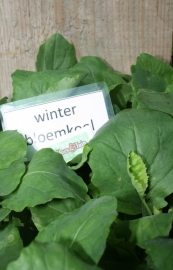 Winter bloemkool plant