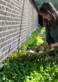 Sla planten mix 6 plantjes diverse soorten